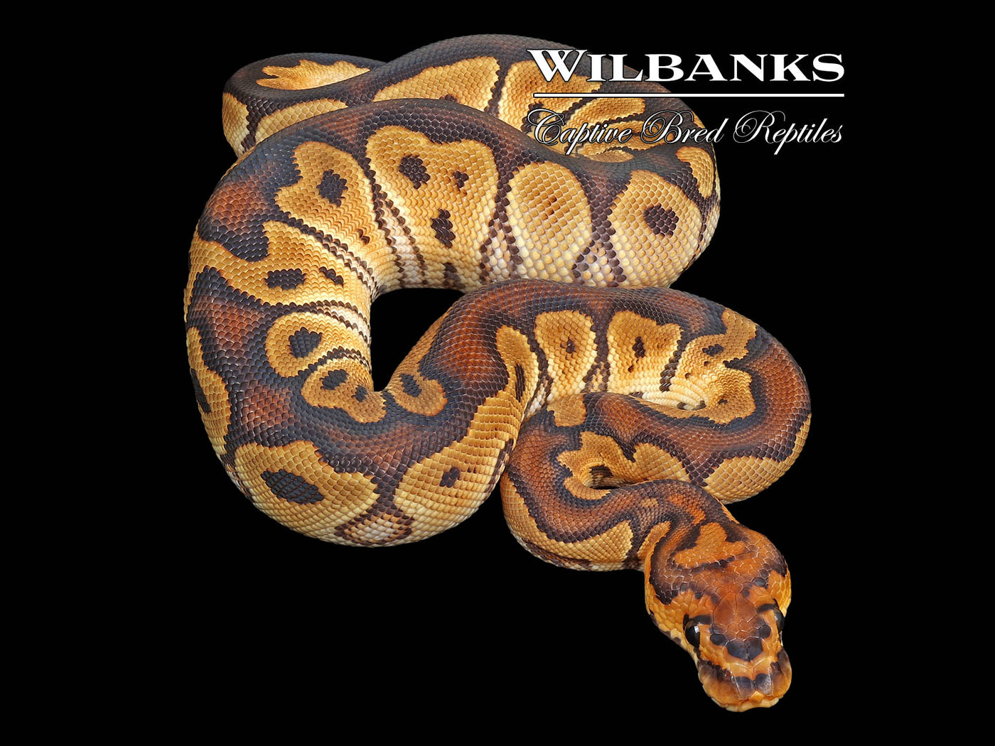 Clown 100% Het. Sunset Ball Python ♂ '24