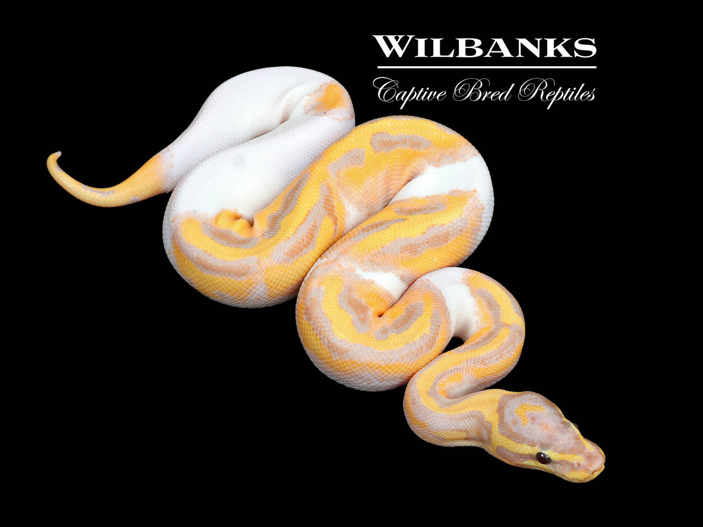 Banana Pied Ball Python ♂ '25