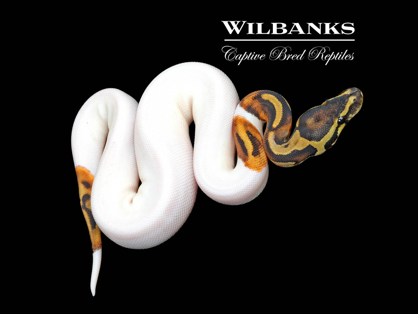 Pied 100% Het. Lavender Albino Ball Python ♀ '25