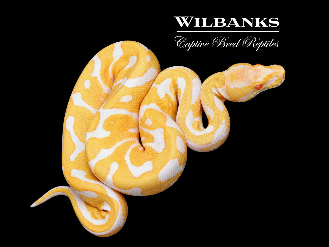 Albino Leopard Ball Python ♀ '25