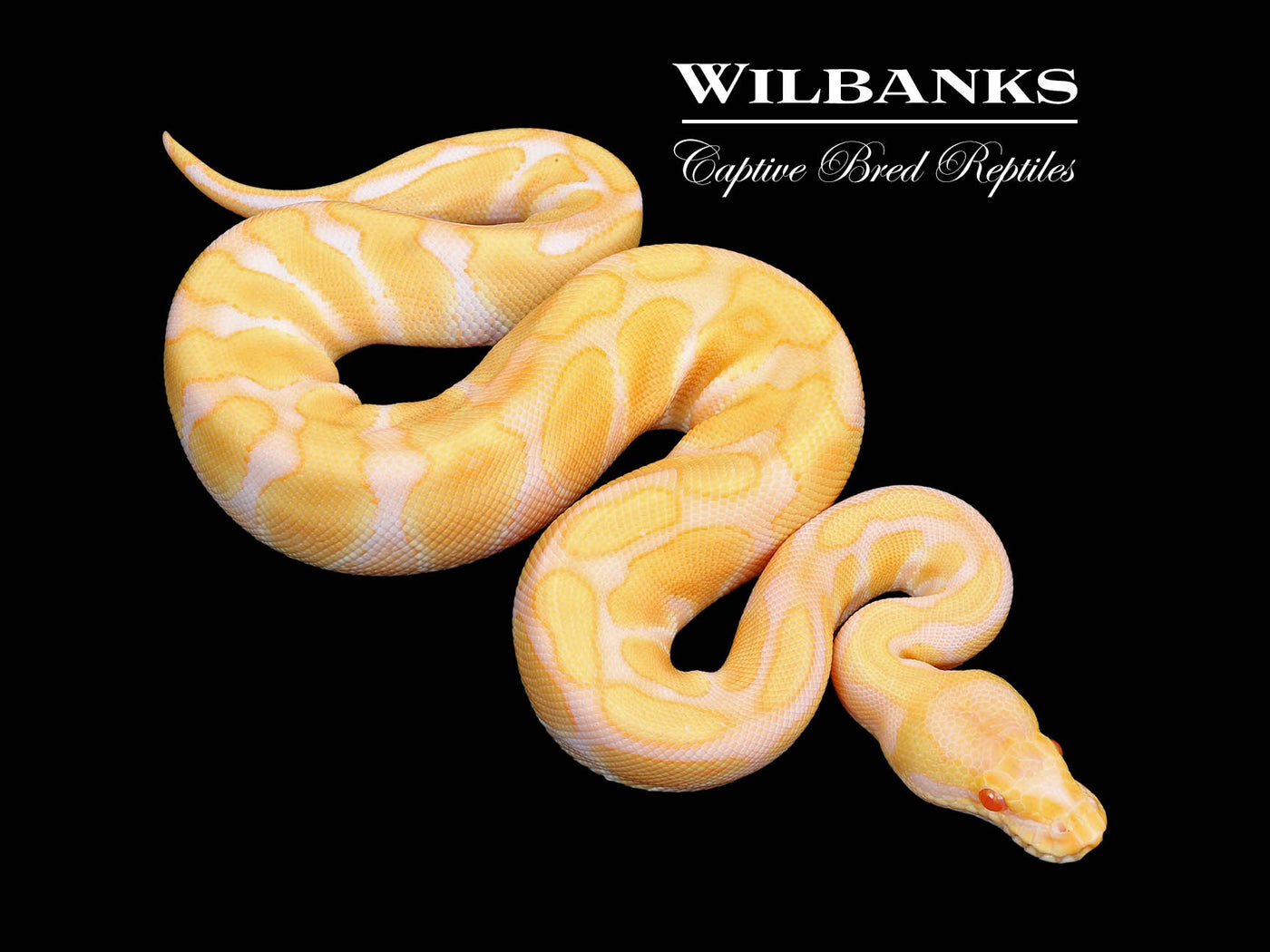 Albino Enchi Ball Python ♂ '25