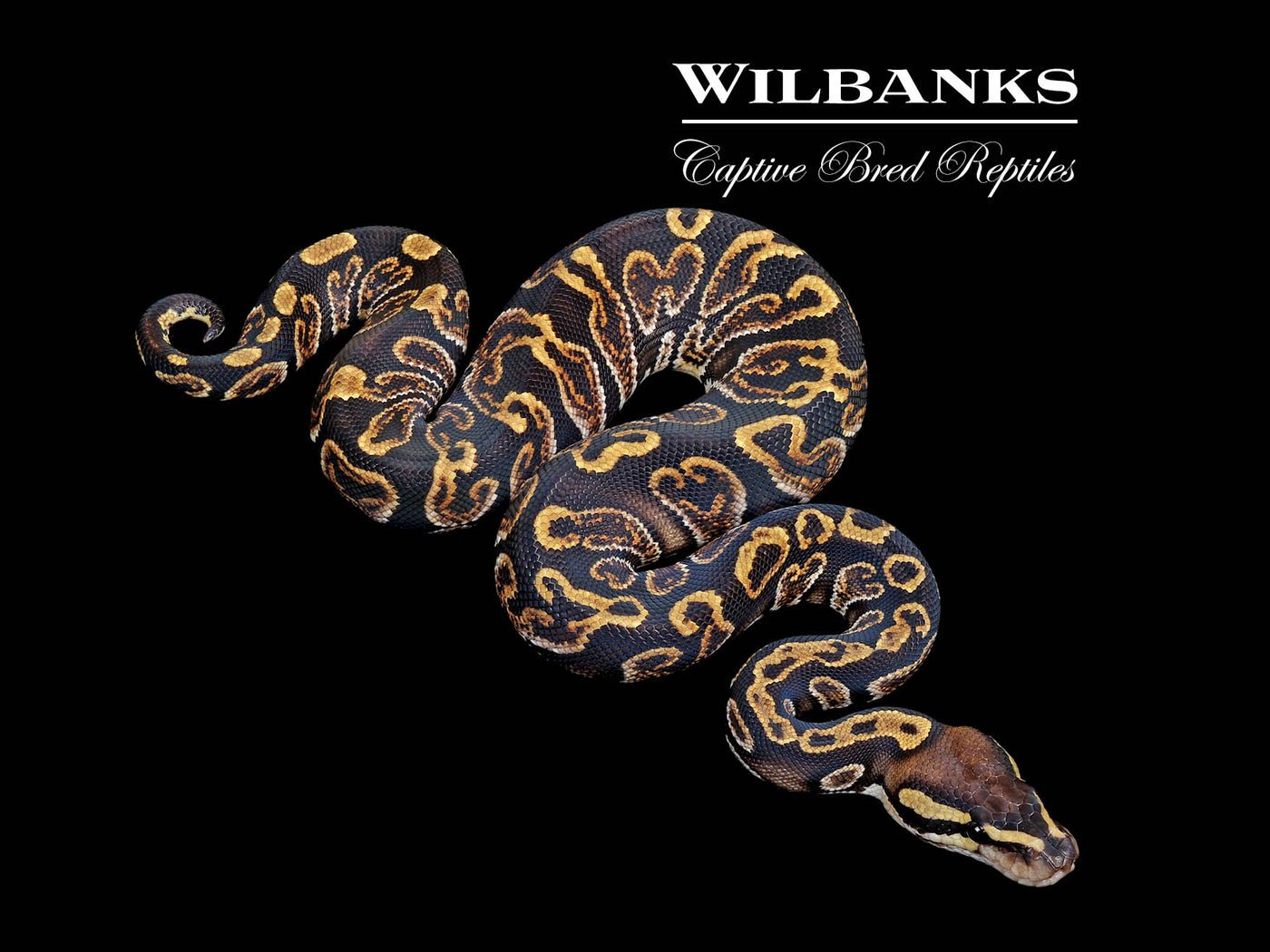 GHI Ball Python ♂ '25