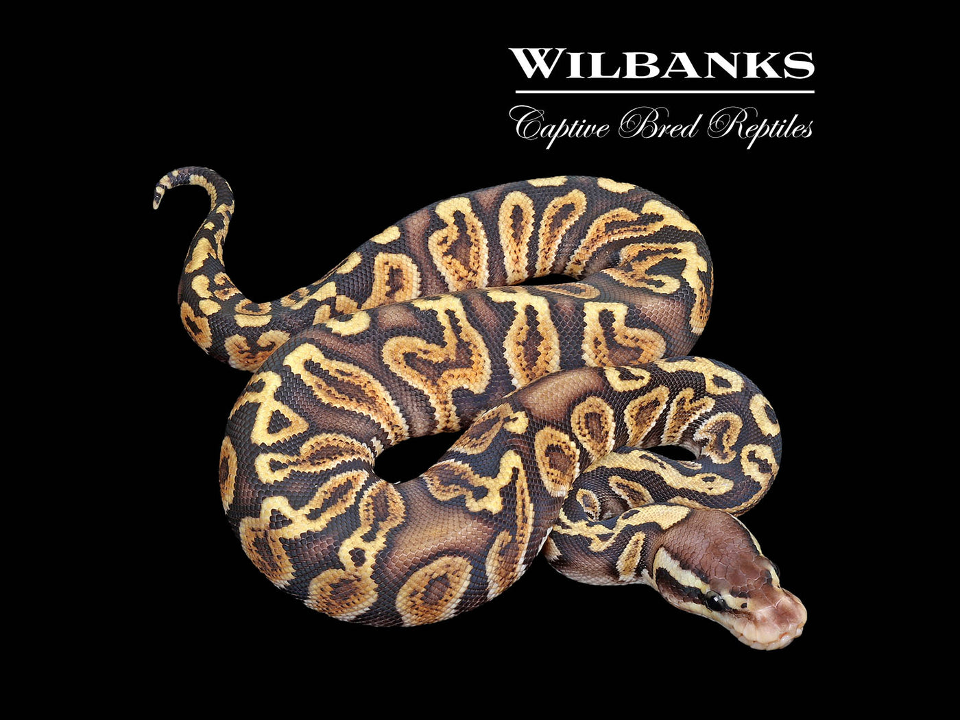 GHI Pastel Ball Python ♀ '25