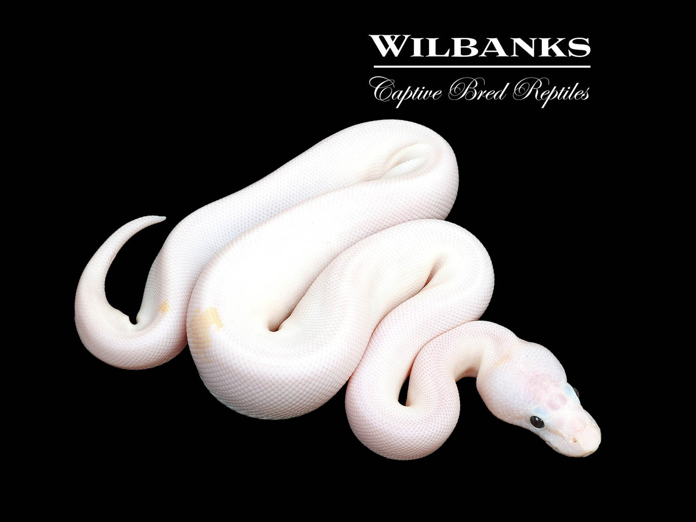 Super Fire Ball Python ♀ '25