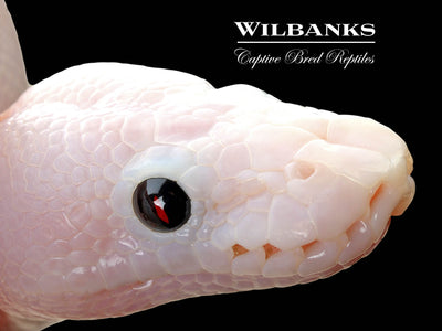 Super Fire Ball Python ♀ '25