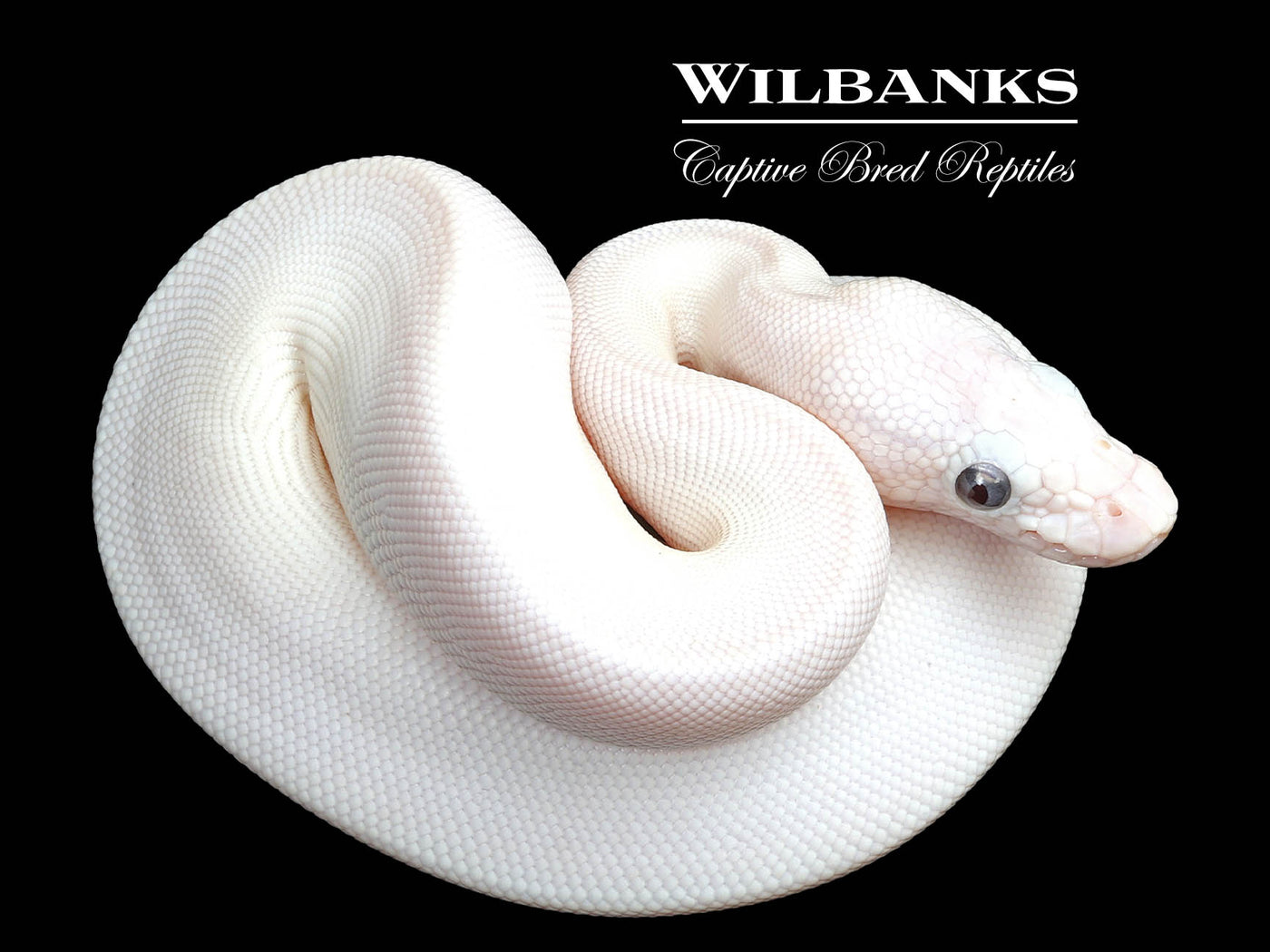 Blue Eyed Leucistic (Mojave Butter) Ball Python ♀ '25