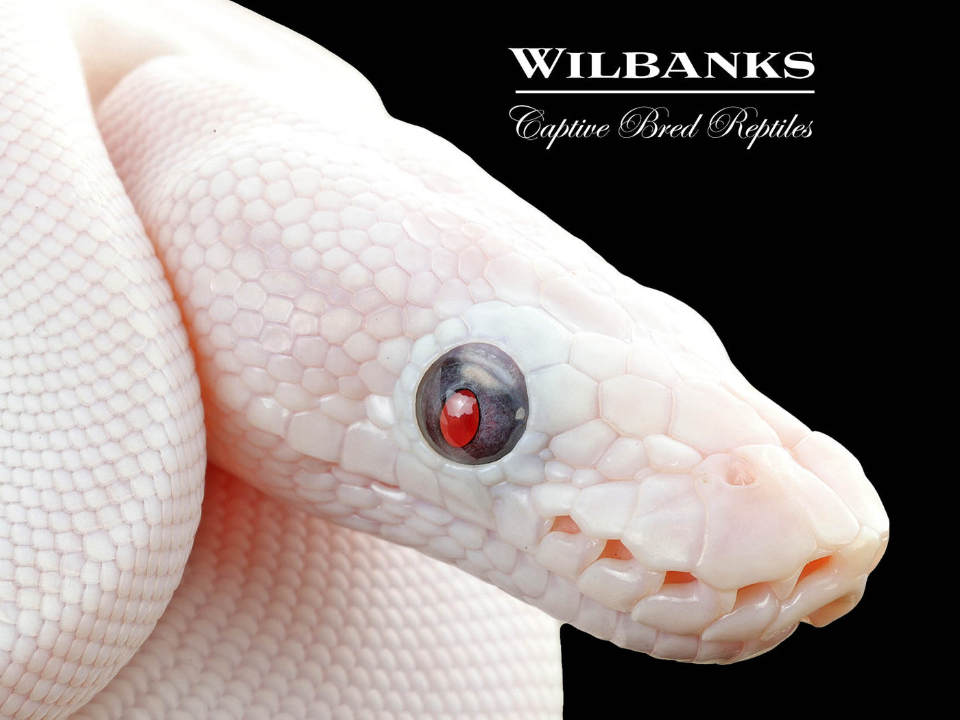 Blue Eyed Leucistic (Mojave Butter) Ball Python ♀ '25