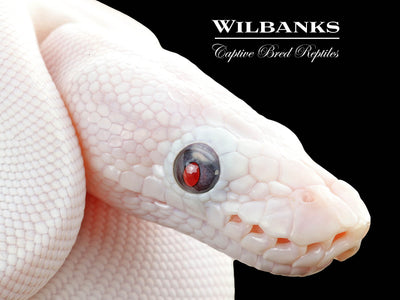 Blue Eyed Leucistic (Mojave Butter) Ball Python ♀ '25