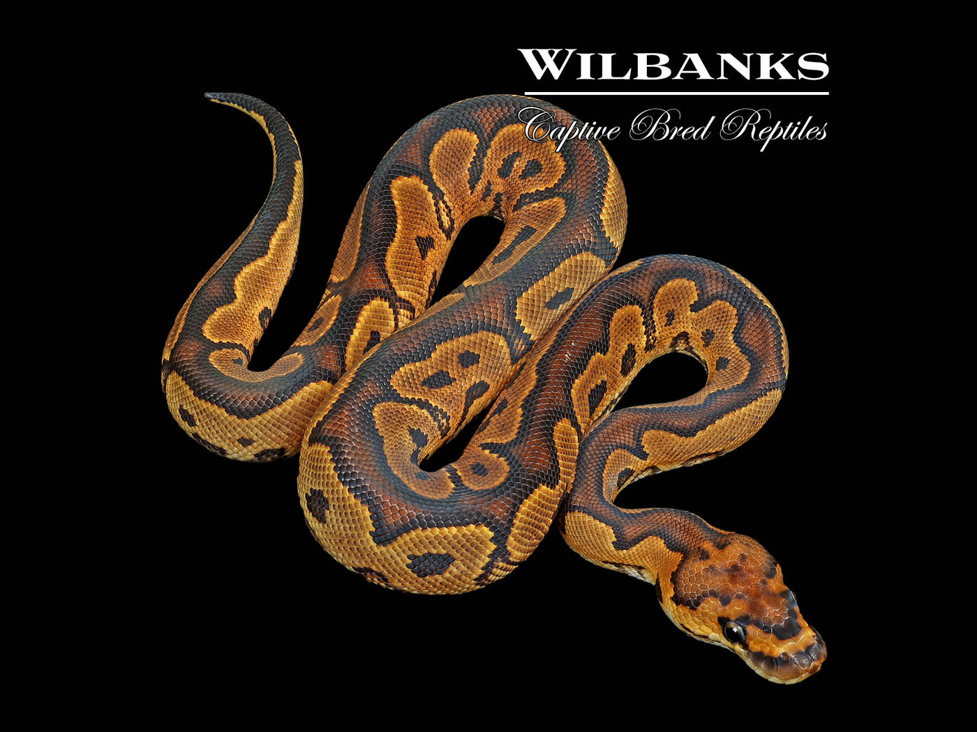 Sugar Clown Ball Python ♂ '25