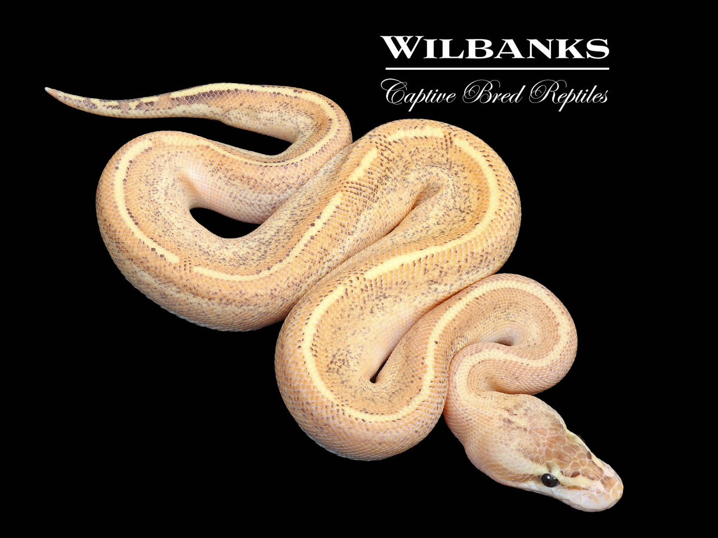 GHI Puma Ball Python ♂ '25 – Wilbanks Captive Bred Reptiles