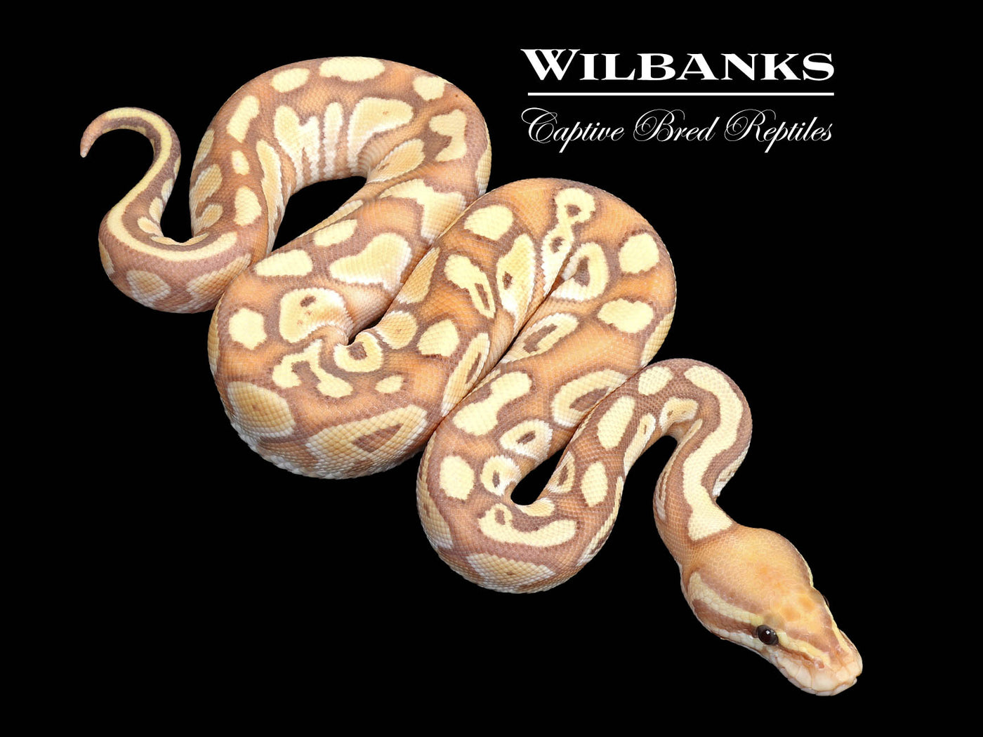 Banana Mojave Ball Python ♂ '25