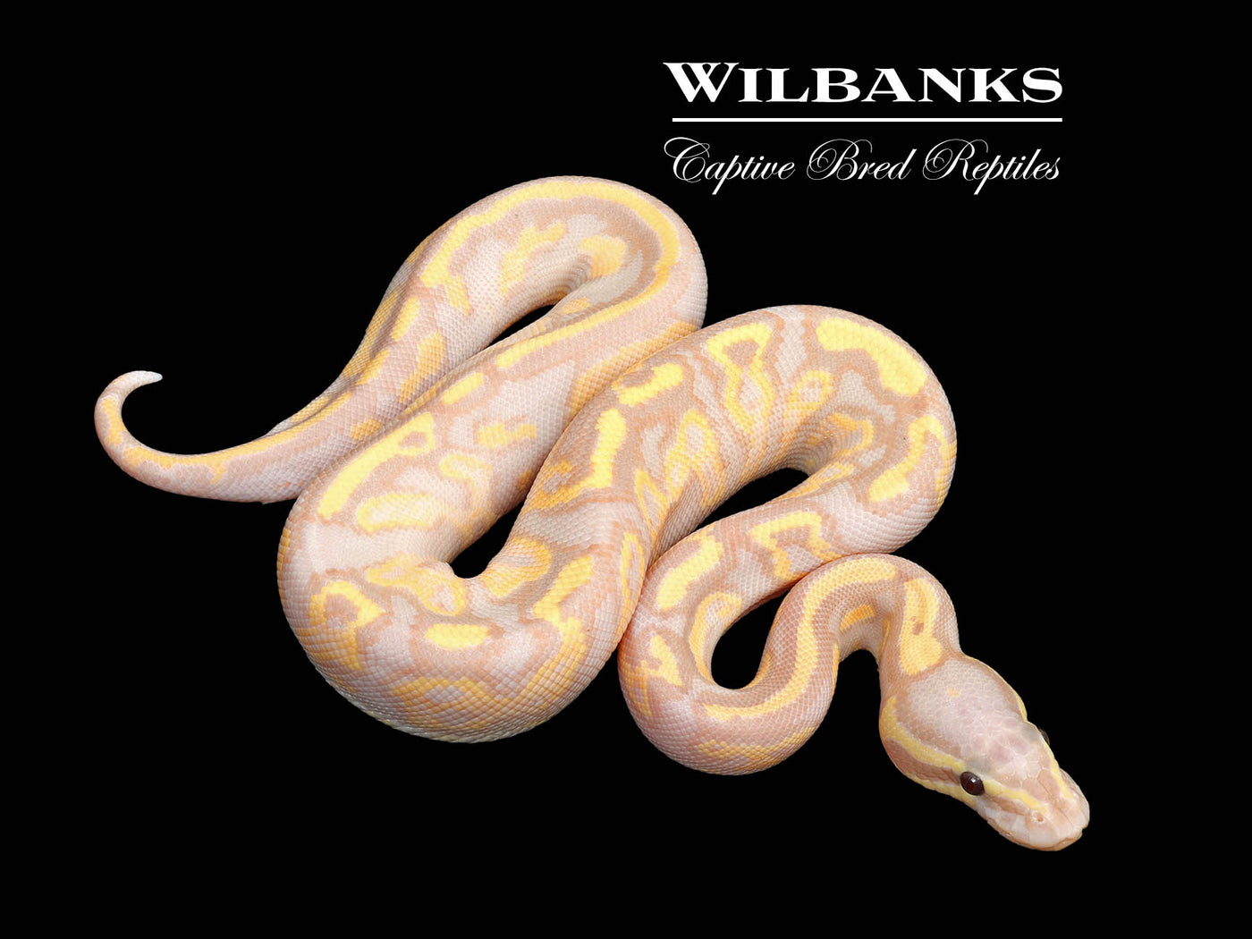 Banana Fire Yellow Belly Ball Python ♂ '25