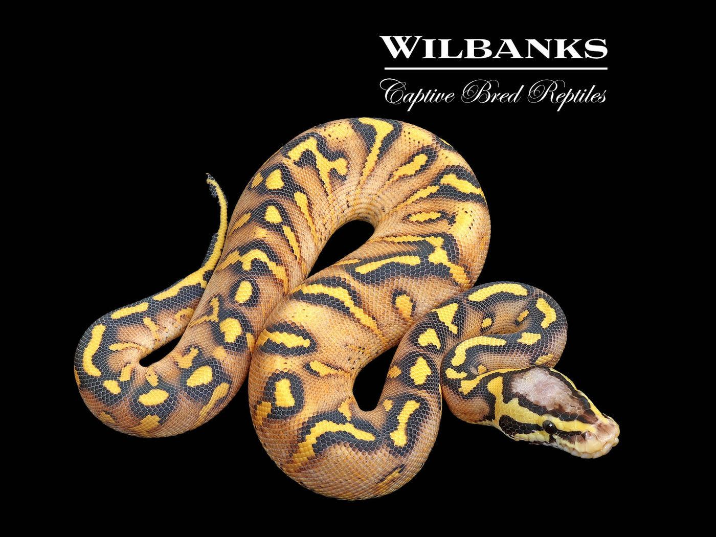Super Gravel Pastel Ball Python ♀ '25