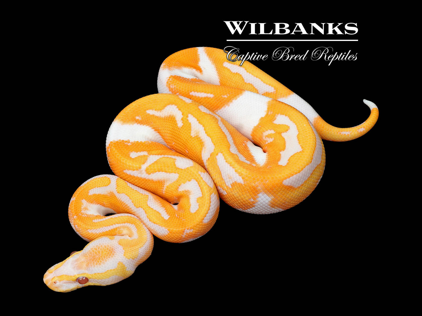 Dreamsicle Lavender Pied Ball Python ♂ '25