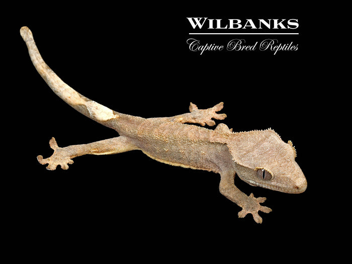Brindle Crested Gecko '26