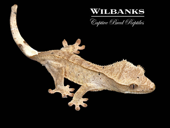 Brindle Dalmation Crested Gecko '26