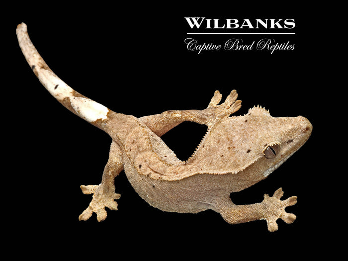Brindle Dalmation Crested Gecko '26