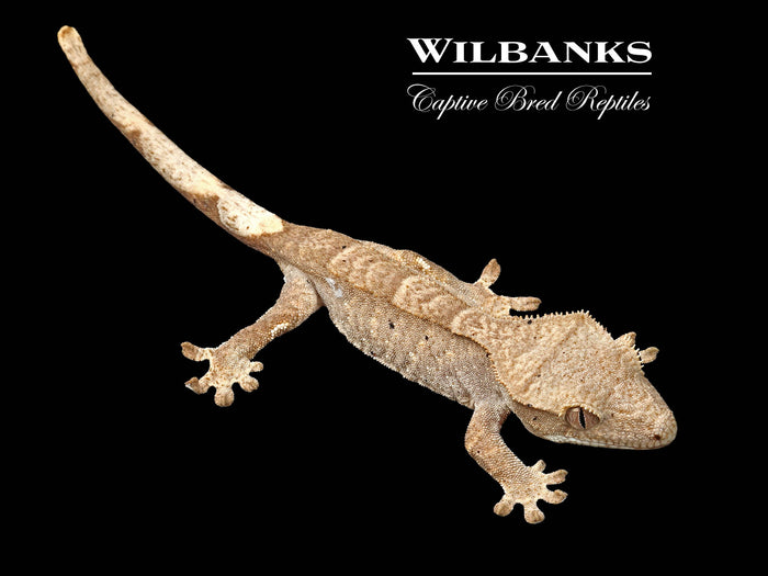 Brindle Dalmation Crested Gecko '26