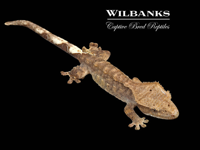 Brindle Dalmation Crested Gecko '26