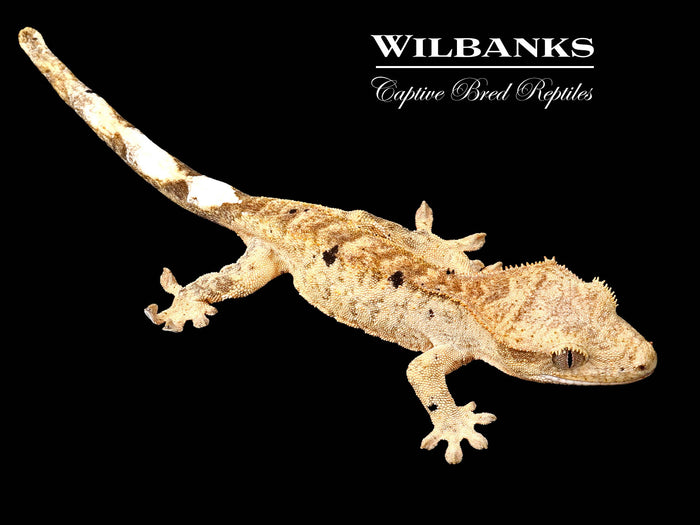 Brindle Dalmation Crested Gecko '26