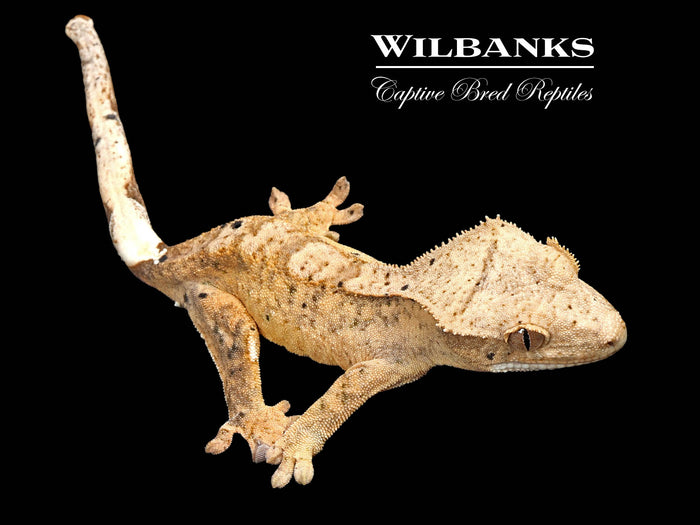 Brindle Dalmation Crested Gecko '26