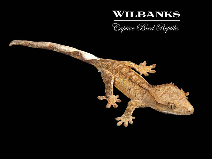 Brindle Dalmation Crested Gecko '26