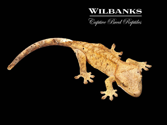 Brindle Dalmation Crested Gecko '26
