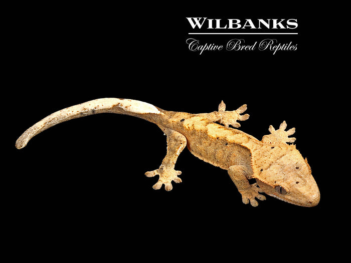 Flame Dalmatian Crested Gecko '26