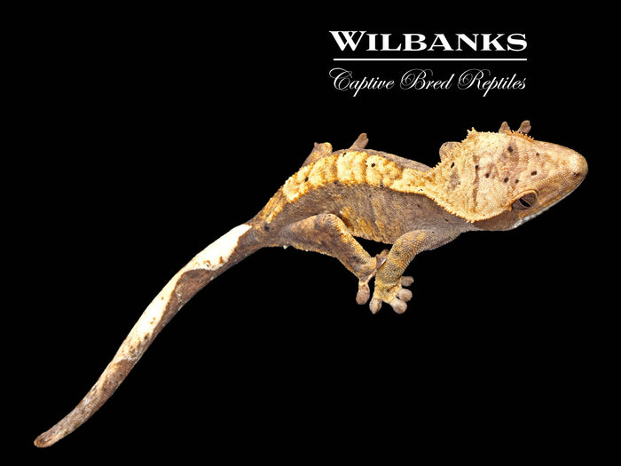 Flame Dalmatian Crested Gecko '26