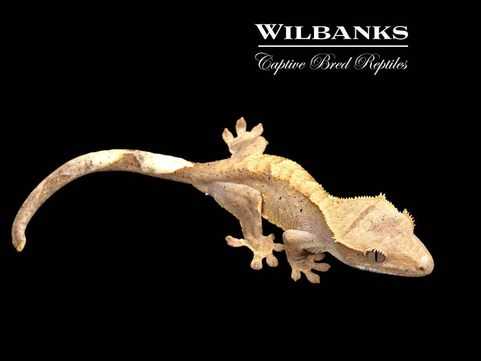 Flame Dalmatian Crested Gecko '26