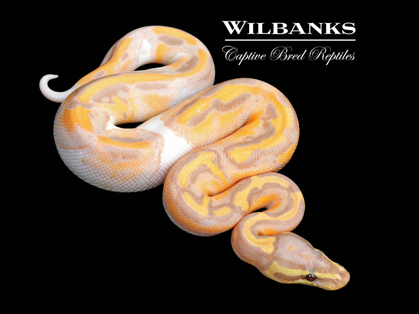 Banana Pied Ball Python ♂ '25