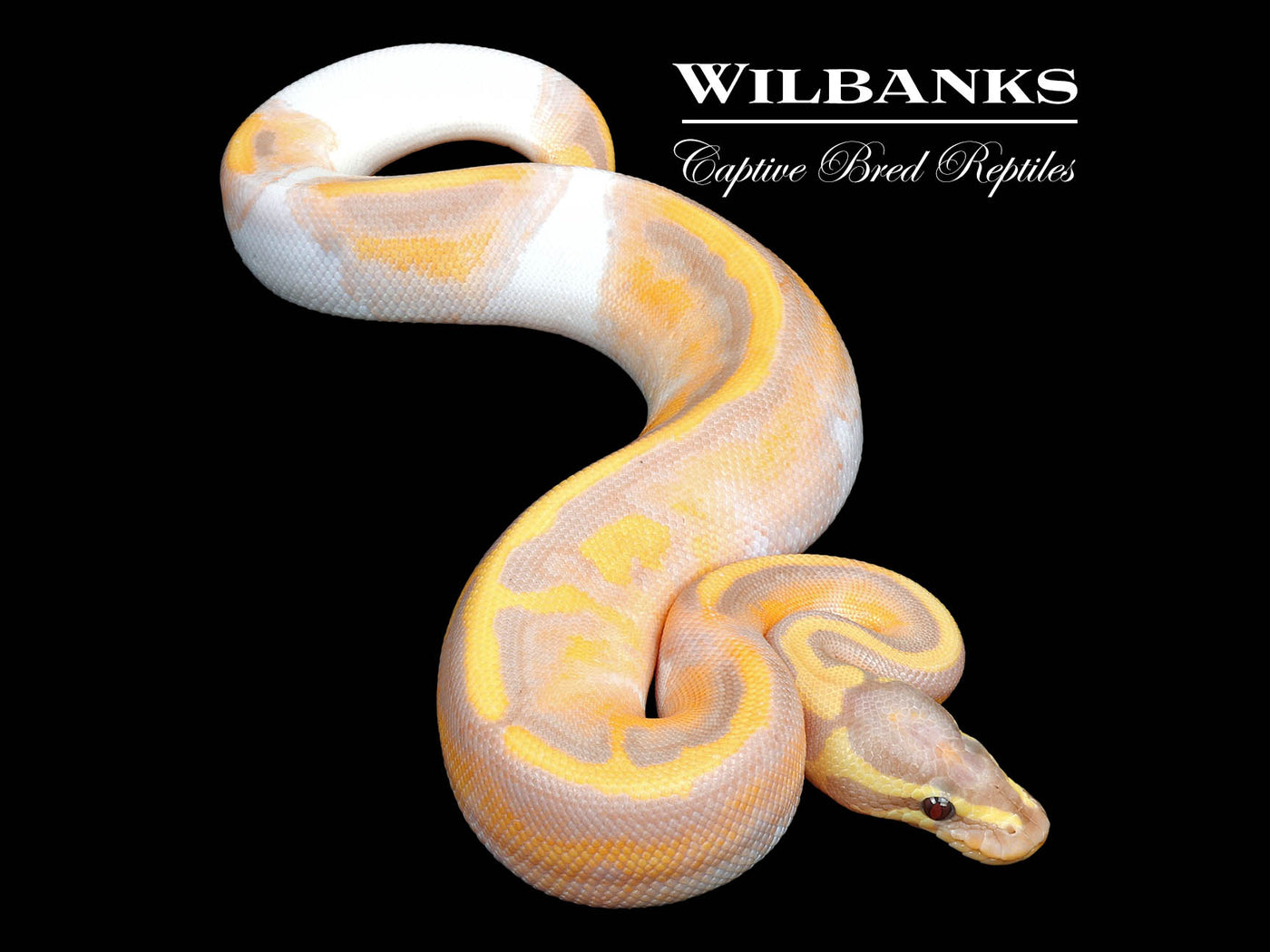 Banana Pied Ball Python ♂ '25