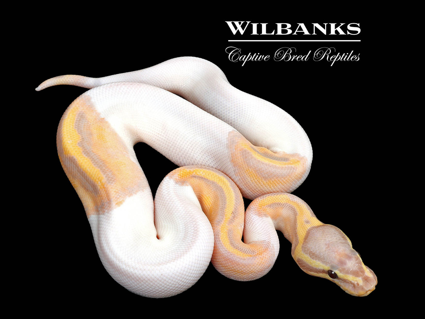 Banana Pied Ball Python ♀ '25