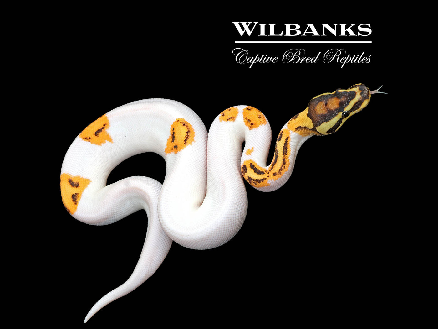 Orange Dream Fire Yellow Belly Pied Ball Python ♂ '25