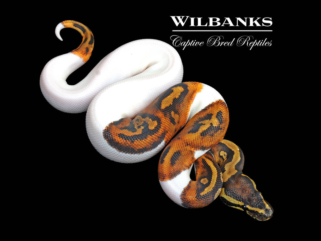 Pied Ball Python ♂ '25 – Wilbanks Captive Bred Reptiles