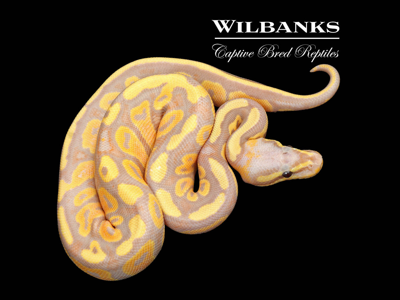 Banana Mahogany 100% Het. Pied Ball Python ♂ '25