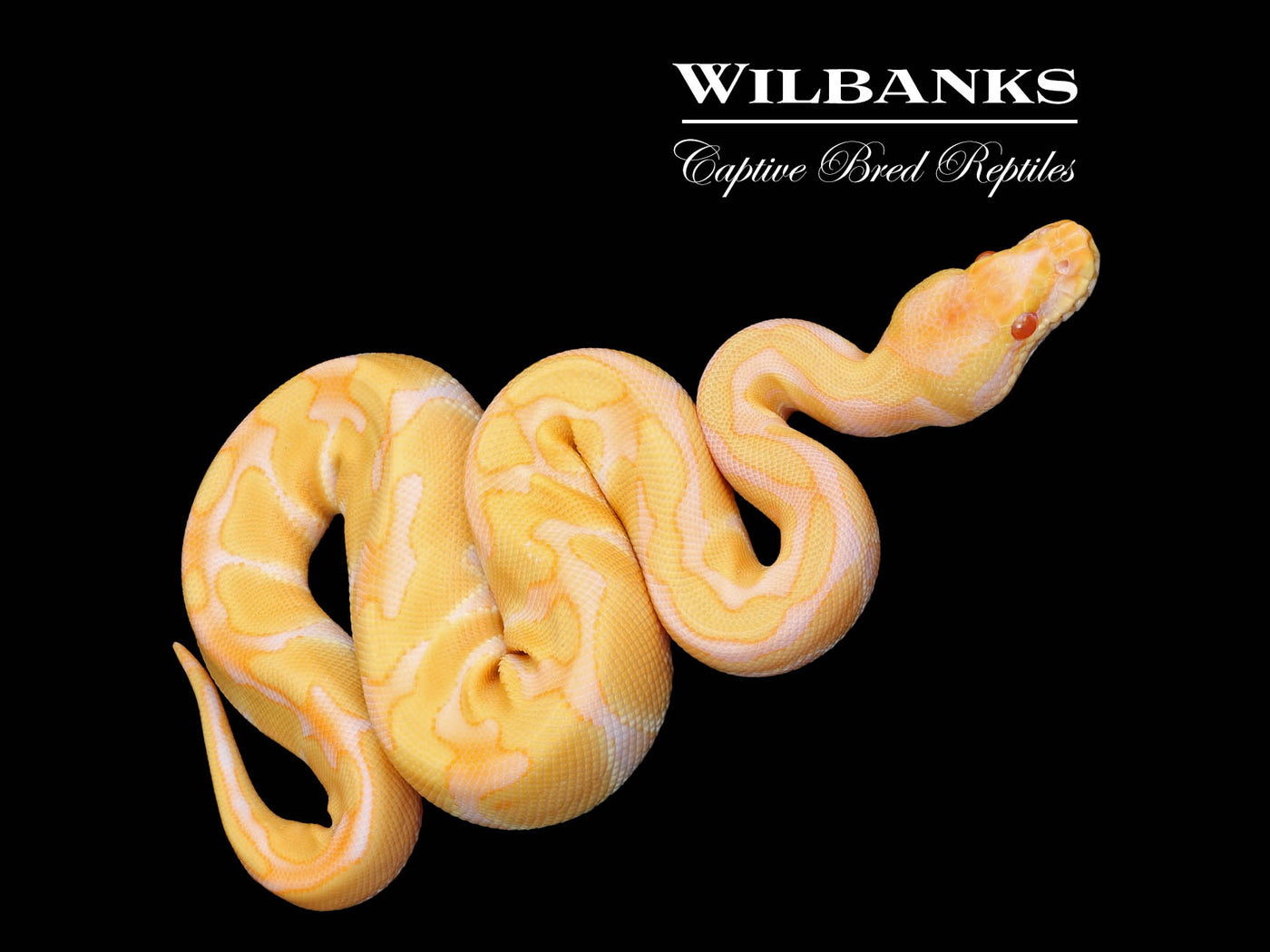 Albino Enchi Ball Python ♂ '25