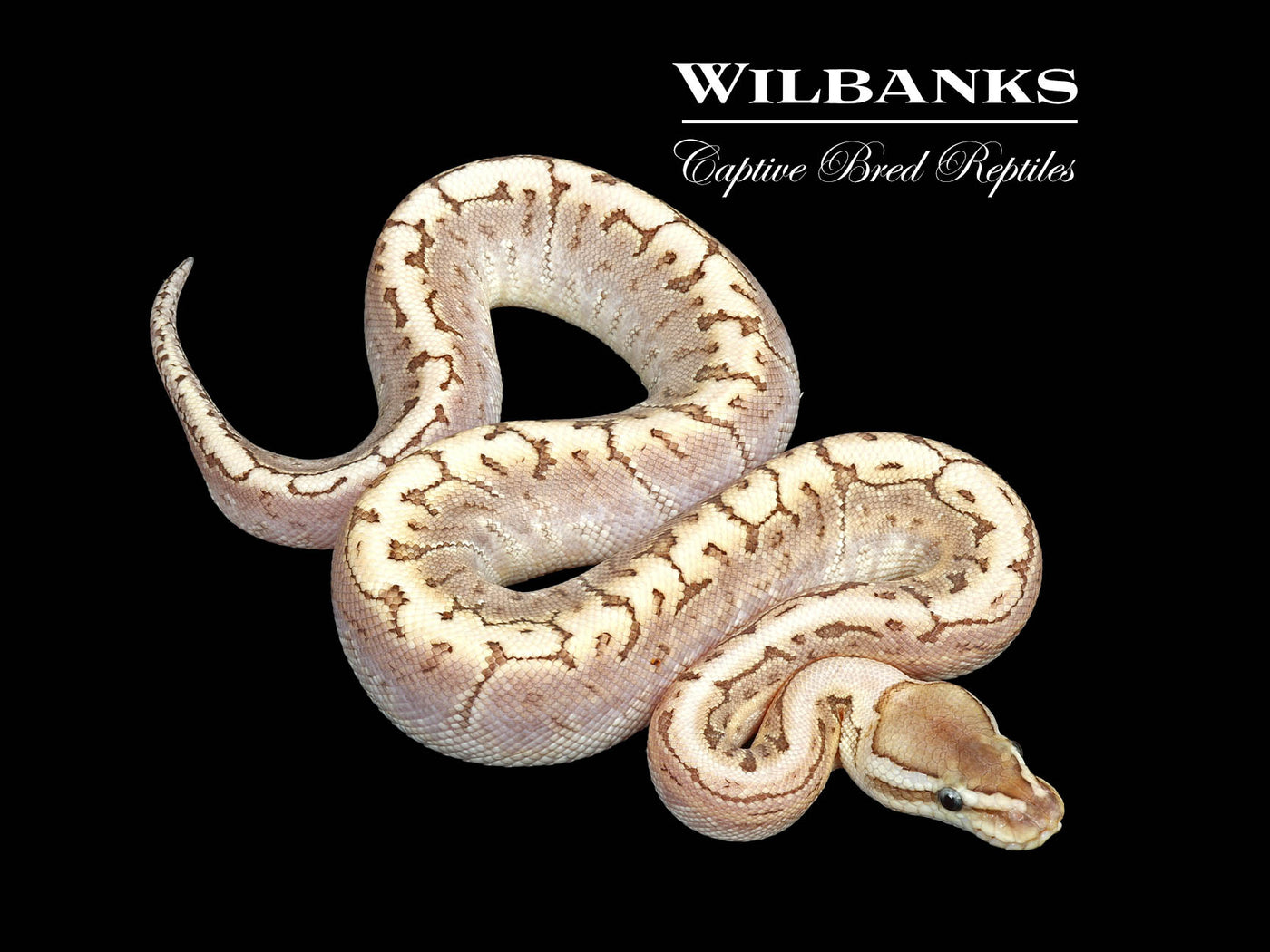 Bamboo Black Pastel Pinstripe Ball Python ♂ '25