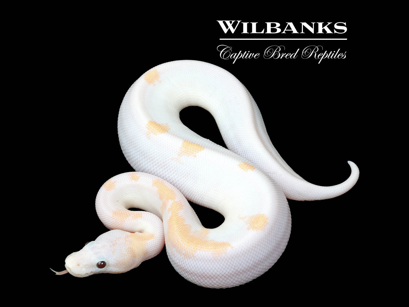 Banana Super Fire Ball Python ♂ '25