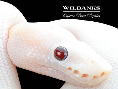 Banana Super Fire Ball Python ♂ '25