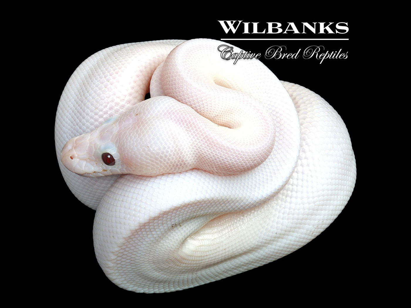 Banana Super Fire Ball Python ♂ '25