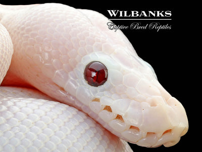 Banana Super Fire Ball Python ♂ '25