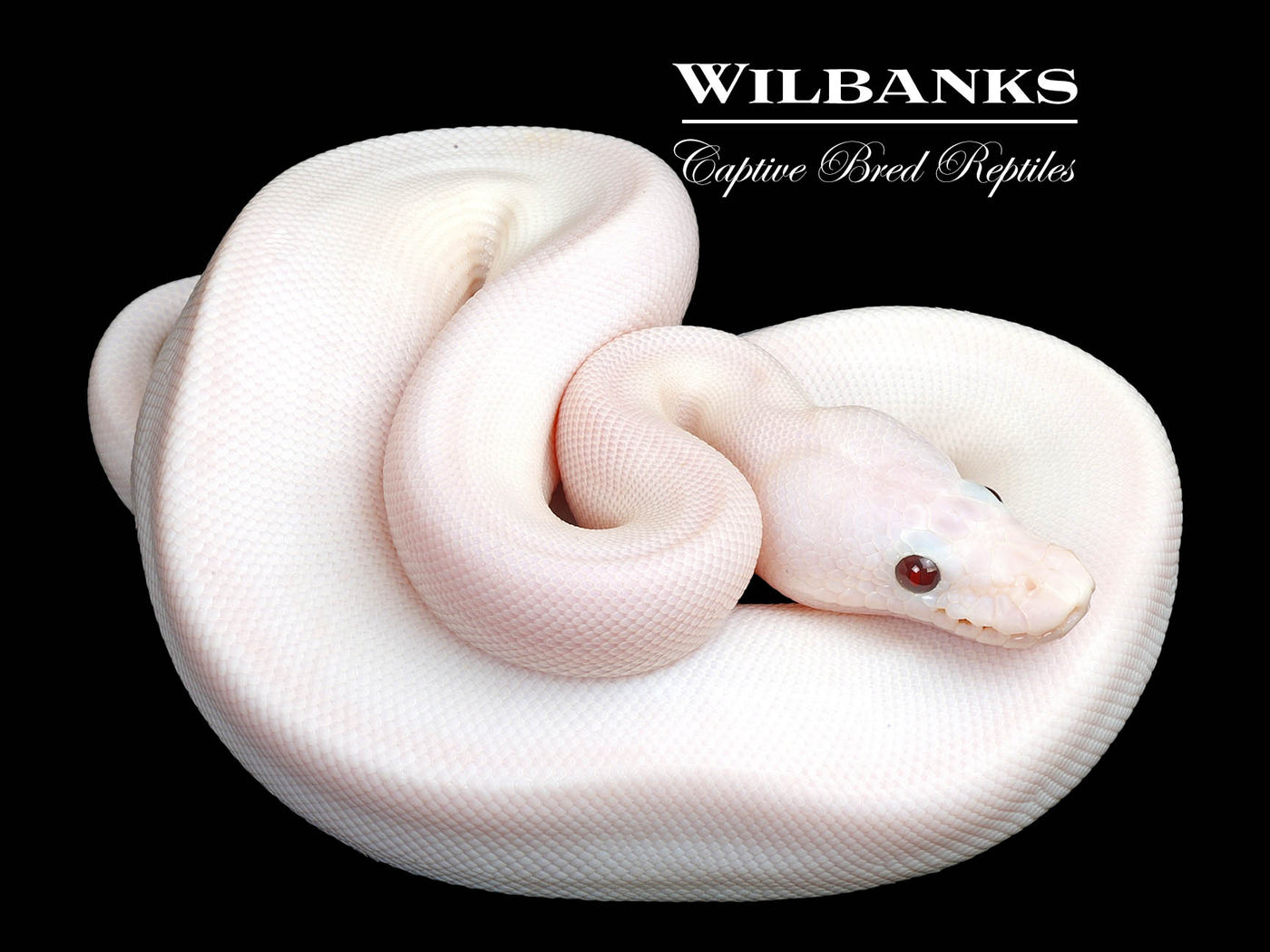 Banana Super Fire Ball Python ♂ '25