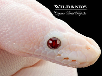 Banana Super Fire Ball Python ♂ '25