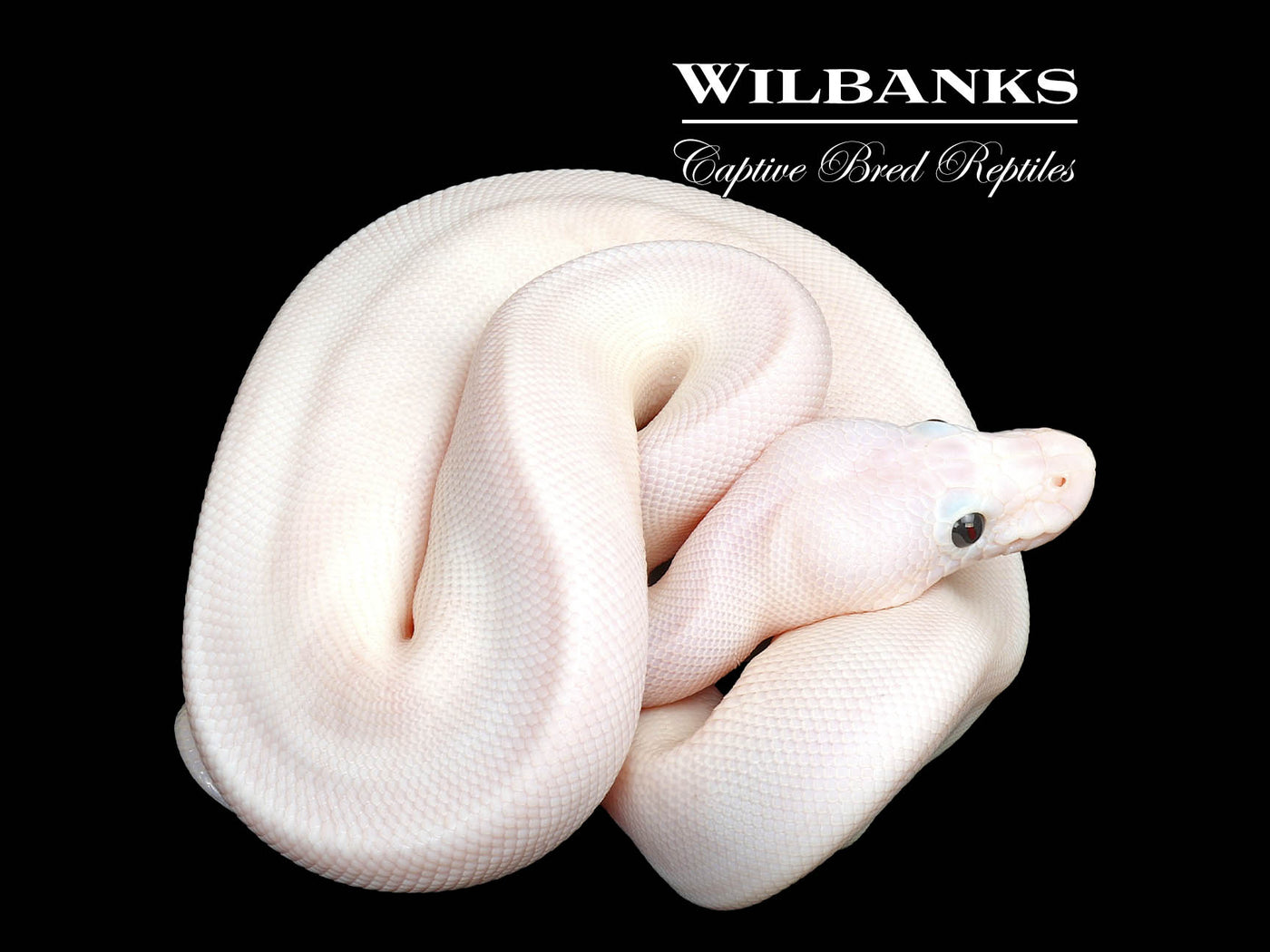 Super Fire Ball Python ♀ '25