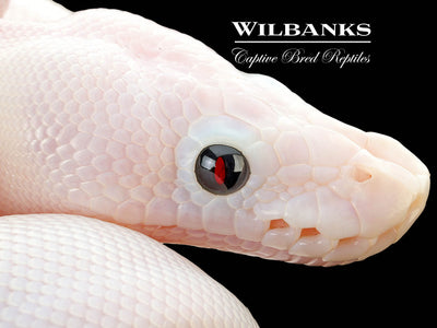 Super Fire Ball Python ♀ '25