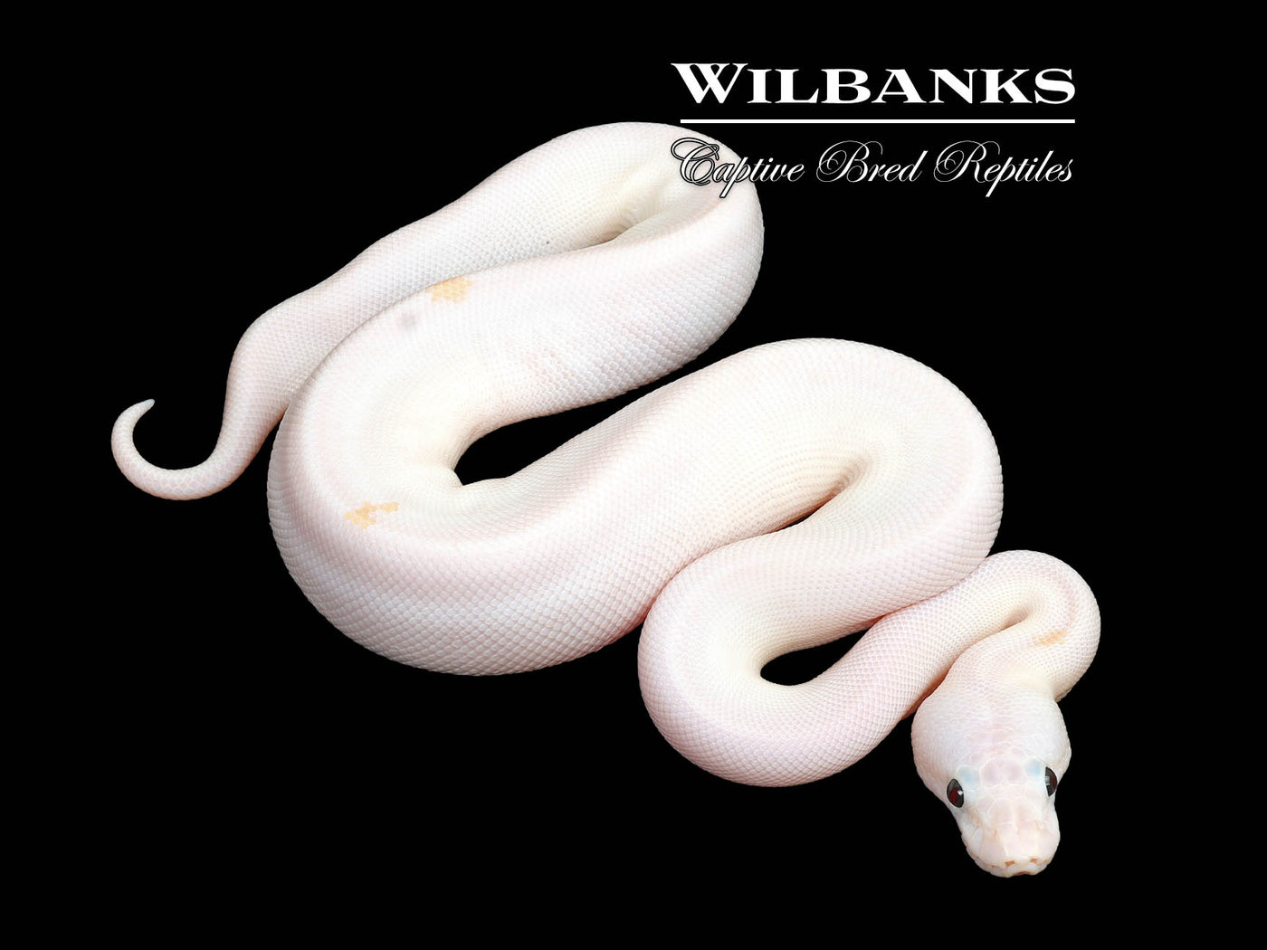 Super Fire Ball Python ♀ '25