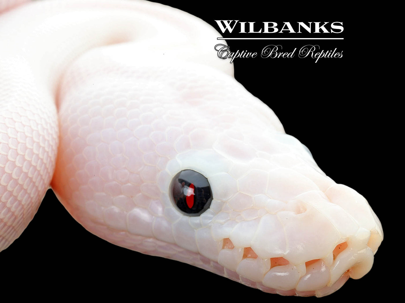 Super Fire Ball Python ♀ '25