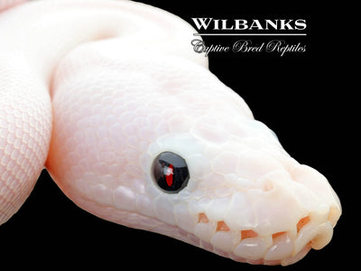 Super Fire Ball Python ♀ '25