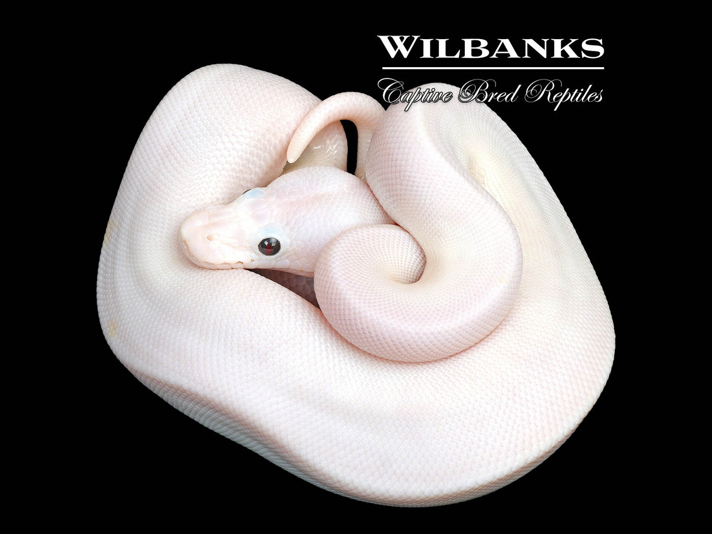 Super Fire Ball Python ♀ '25